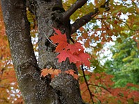 Updated sample gallery: See the fall colors with Sony's A7C II