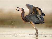 For the birds: 2023 Audubon photography awards winners