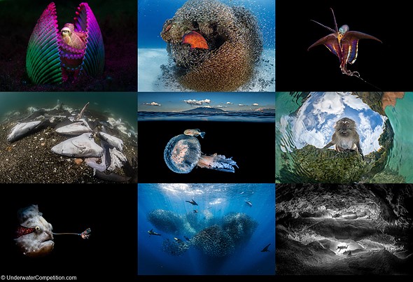 Winning images from the 2023 DPG Masters Underwater Imaging Competition
