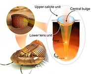 This light field camera inspired by an extinct trilobite promises high-resolution image with extreme depth of field